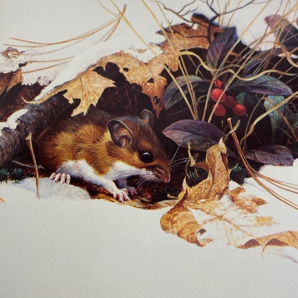 Portraits of nature paintings by Robert Bateman book - Picture 8 of 13